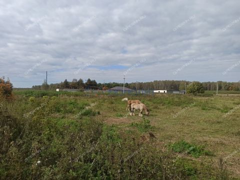 derevnya-polec-bogorodskiy-municipalnyy-okrug фото