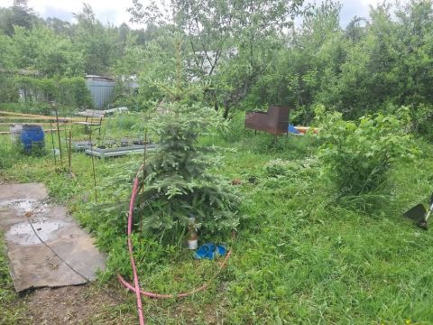 rabochiy-poselok-pervoe-maya-balahninskiy-municipalnyy-okrug фото
