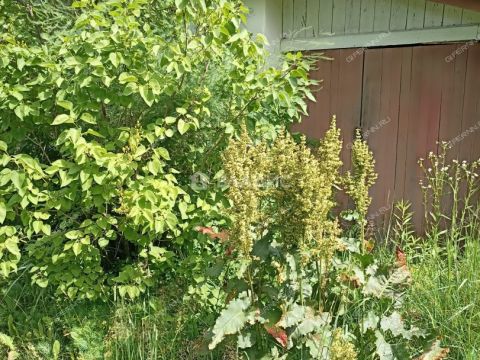 dacha-snt-sadomovo-gorodskoy-okrug-bor фото