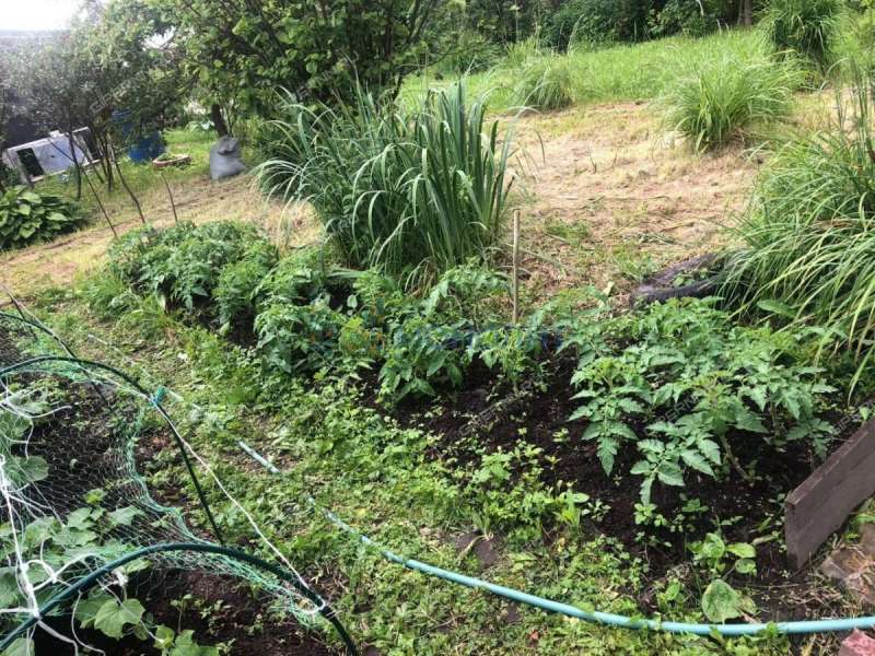 дача на Станция Горький-Сортировочный ДОЗ-1 тер. СНТ