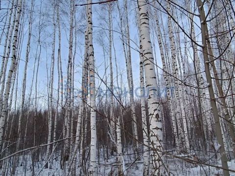 dom-derevnya-shumilovo-bogorodskiy-municipalnyy-okrug фото