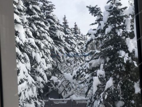 selo-ostankino-gorodskoy-okrug-bor фото