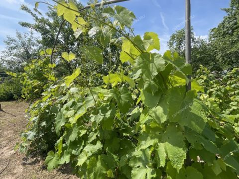 dacha-druzhba-86-snt-kstovskiy-rayon фото