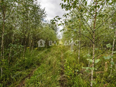 selo-spirino-bogorodskiy-municipalnyy-okrug фото