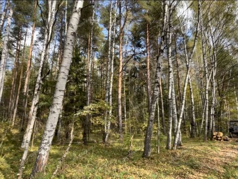 poselok-bor-lyskovskiy-municipalnyy-okrug фото