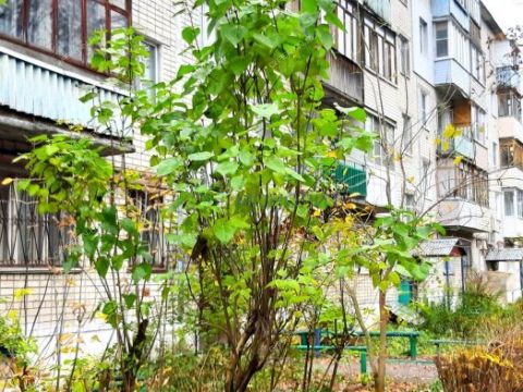 2-komnatnaya-gorod-balahna-balahninskiy-municipalnyy-okrug фото